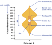 Violin-Plot